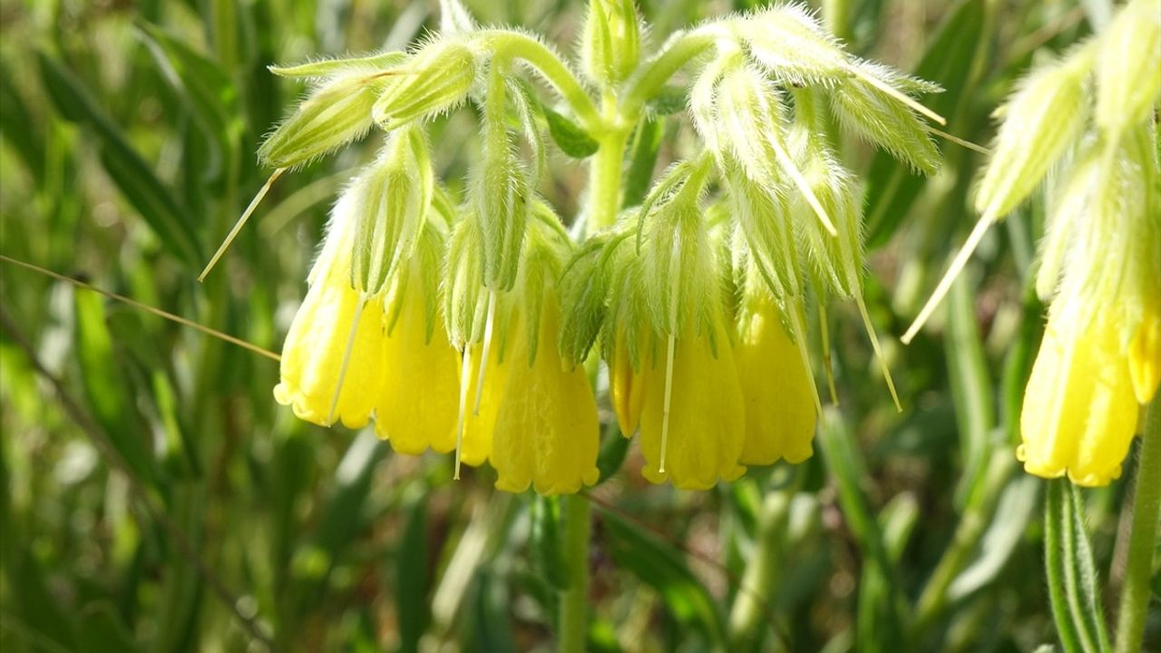 Tunceli'de Onosma Cinsine Ait Yeni Bitki Türü Keşfedildi