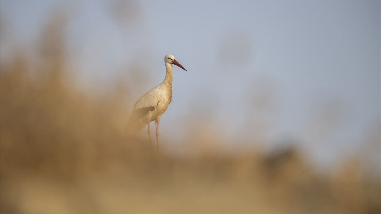 Tunceli'deki Leylekler 6 Yıldır Kışlayarak Pertek'i Şenlendiriyor