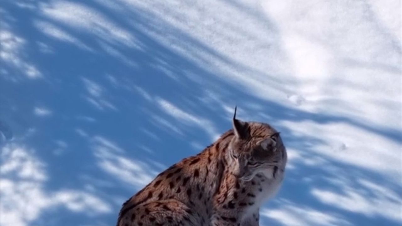 Tunceli'nin Karlarında Vaşak Dron ile Görüntülendi