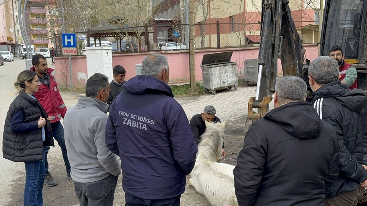 Van'da Bitkin Halde Bulunan Katır Kurtarıldı