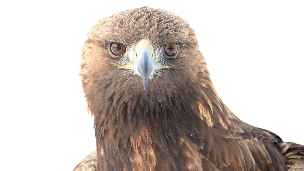 Van'daki Yaban Hayvanları Rehabilitasyon Merkezi: Yaralı Hayvanlara Umut Oluyor