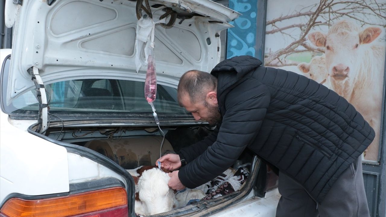 Yozgat'ta Hastalanan Buzağı, Otomobille Veterinere Taşındı