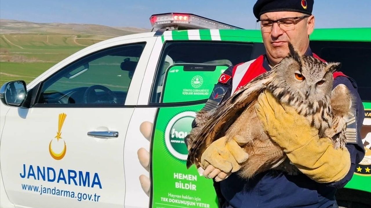 Yozgat'ta Jandarma Ekipleri Yaralı Puhu'yu Kurtardı