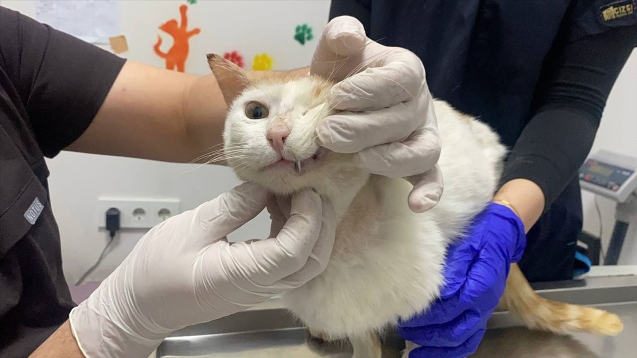 Zonguldak'ta Yaralı Kediye Metal Diş Kaplaması Uygulandı