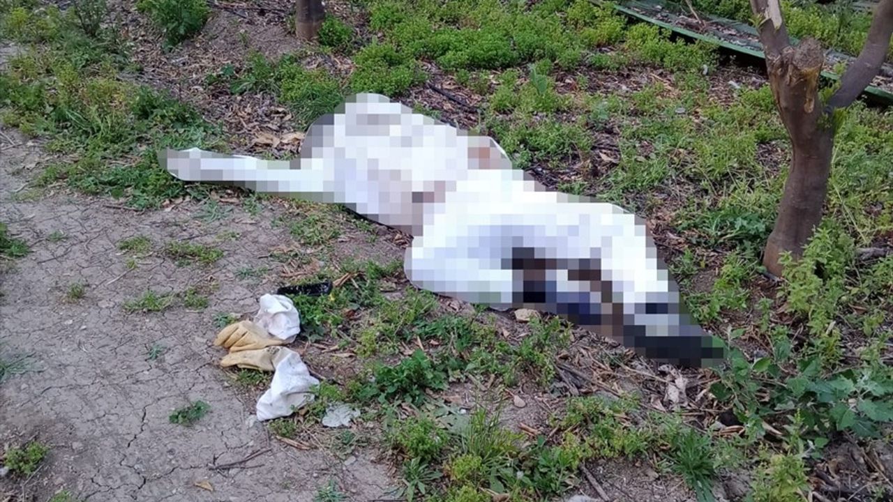 Adana'da Arı Sokması Sonucu Hayatını Kaybeden Kişi