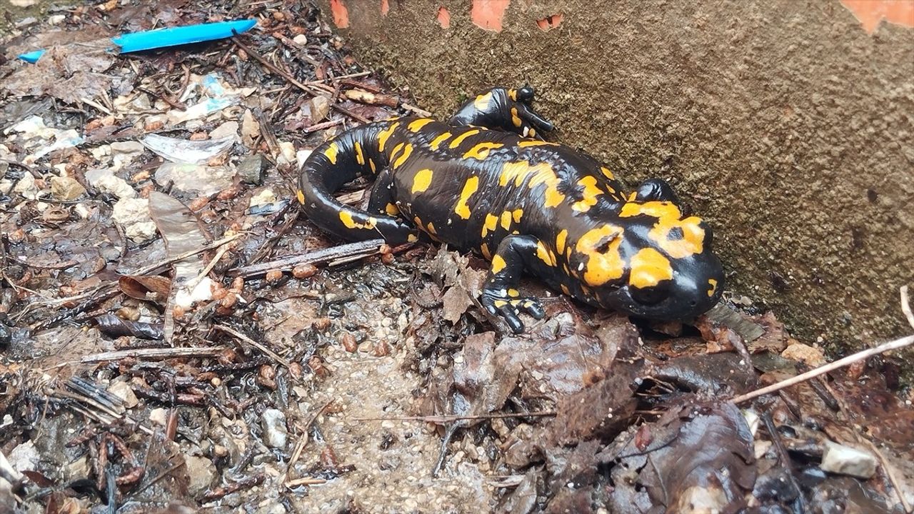 Adana'da Nesli Tehlikede Olan Sarı Benekli Semender Görüldü