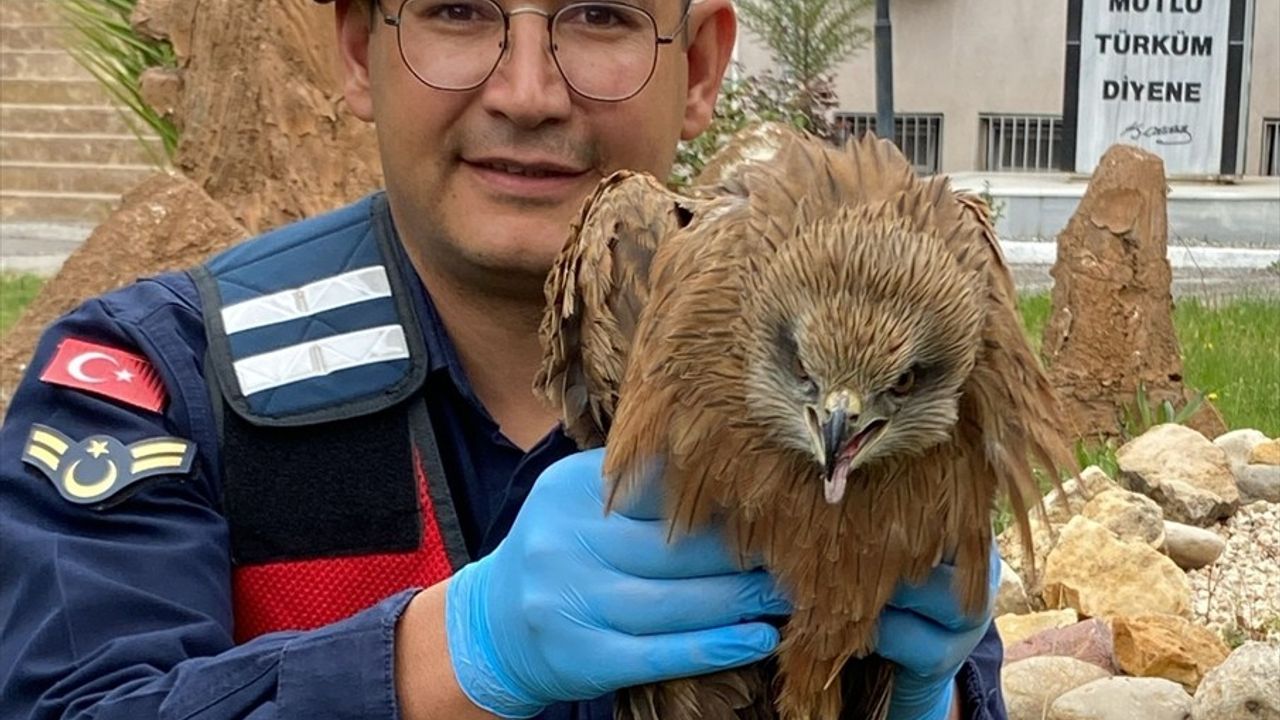 Adıyaman'da Yaralı Kızıl Şahin Kurtarıldı