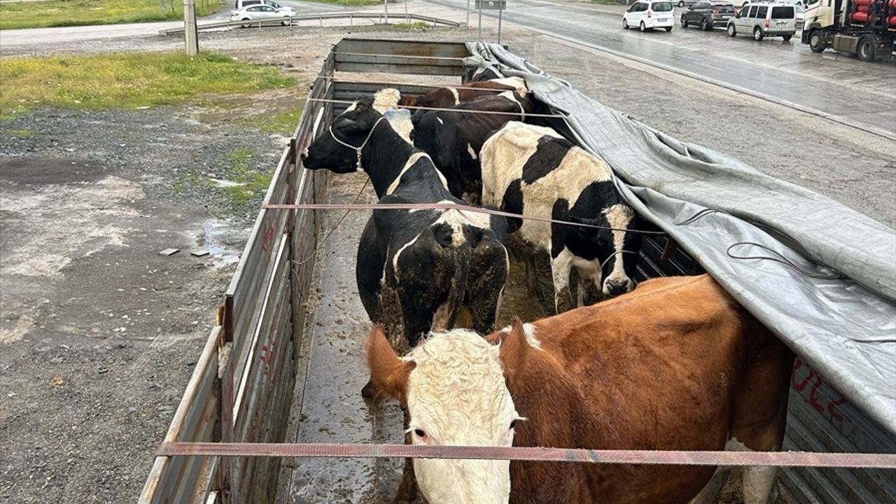 Aksaray'da Hayvan Hırsızlığına Karışan İki Şüpheli Tutuklandı