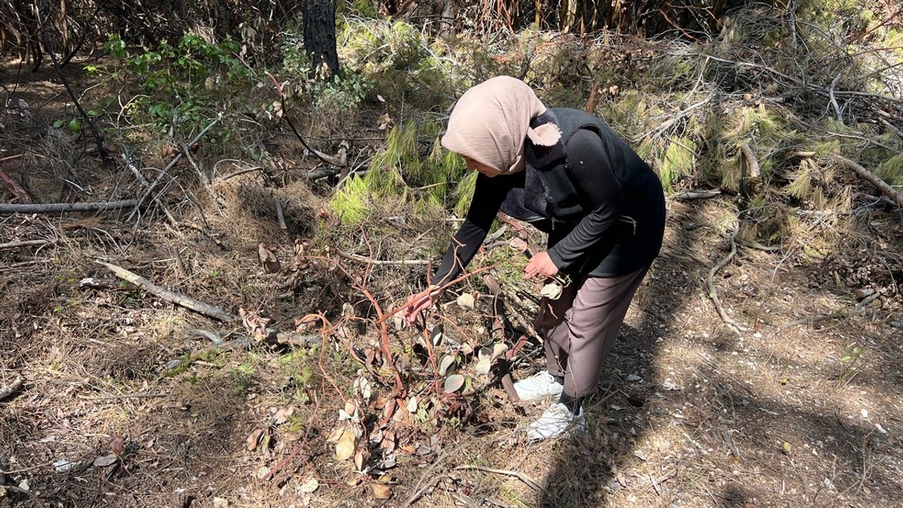 Antalya'da Yabani Kuşkonmaz, Yerel Ekonomiye Can Katıyor