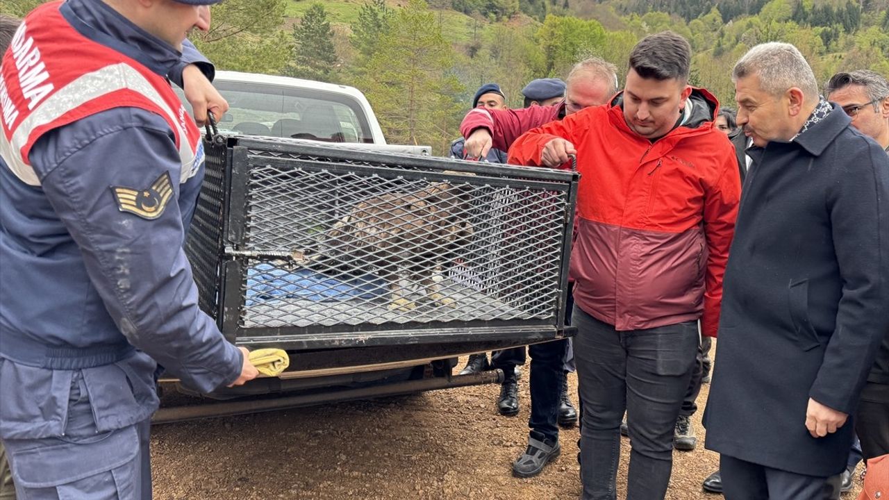 Artvin'de Kaya Kartalı Doğaya Salındı