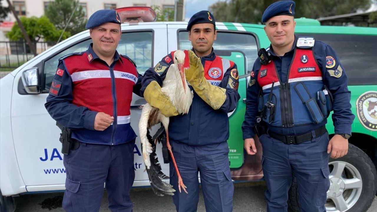 Aydın'da Yaralı Leylek Tedavi Altına Alındı