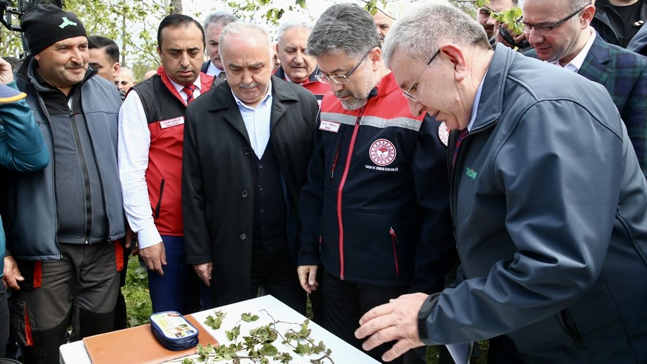 Bakan Yumaklı'dan Giresun'da Zirai Don Açıklaması: Gıda Arzında Kayıp Yok
