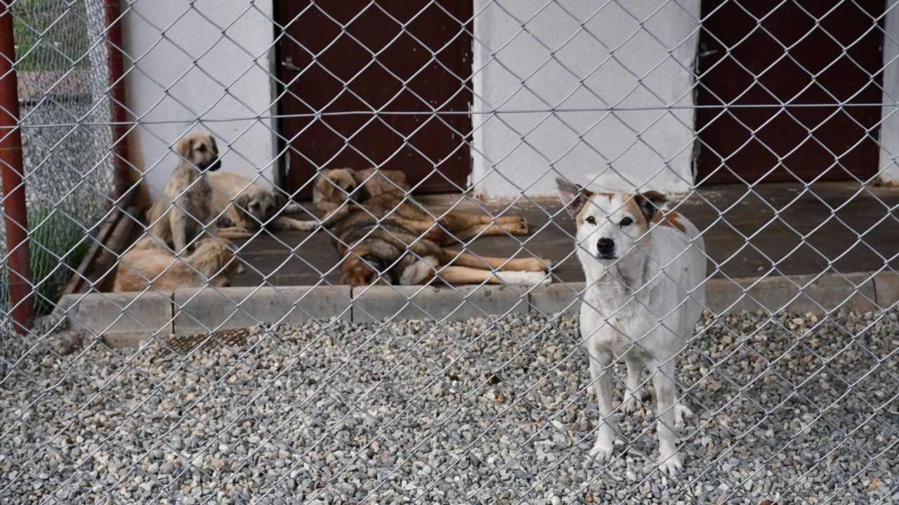 Batman'da Hayvan Tedavi ve Rehabilitasyon Merkezi Açıldı
