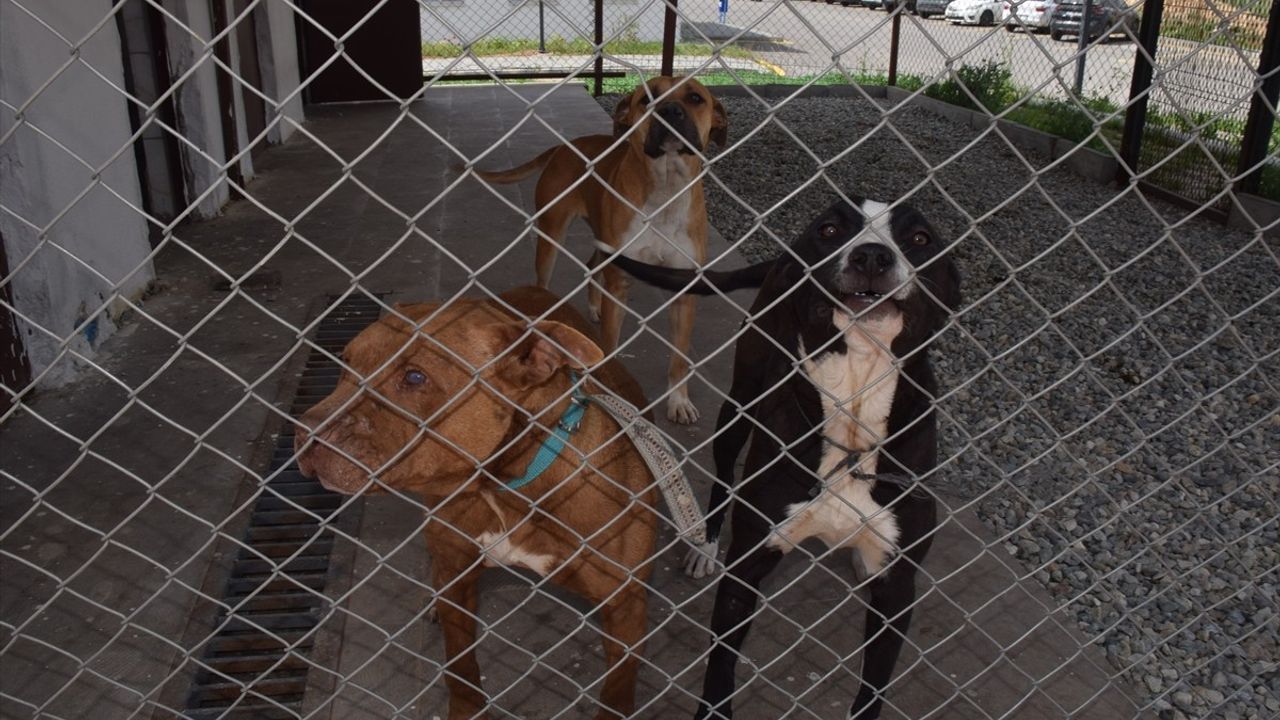 Batman Valisi Canalp'ten Hayvan Rehabilitasyon Merkezi Açıklaması