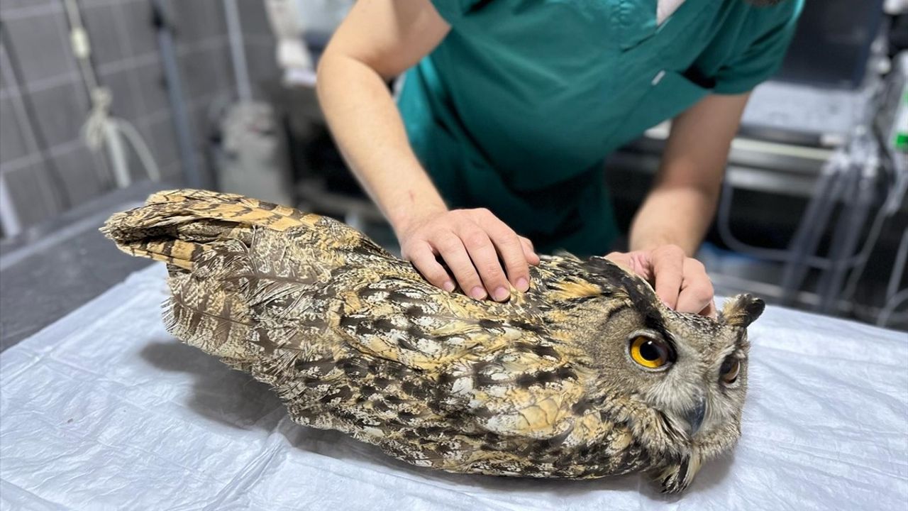 Bilecik'te Yaralı Baykuş Tedavi Altına Alındı