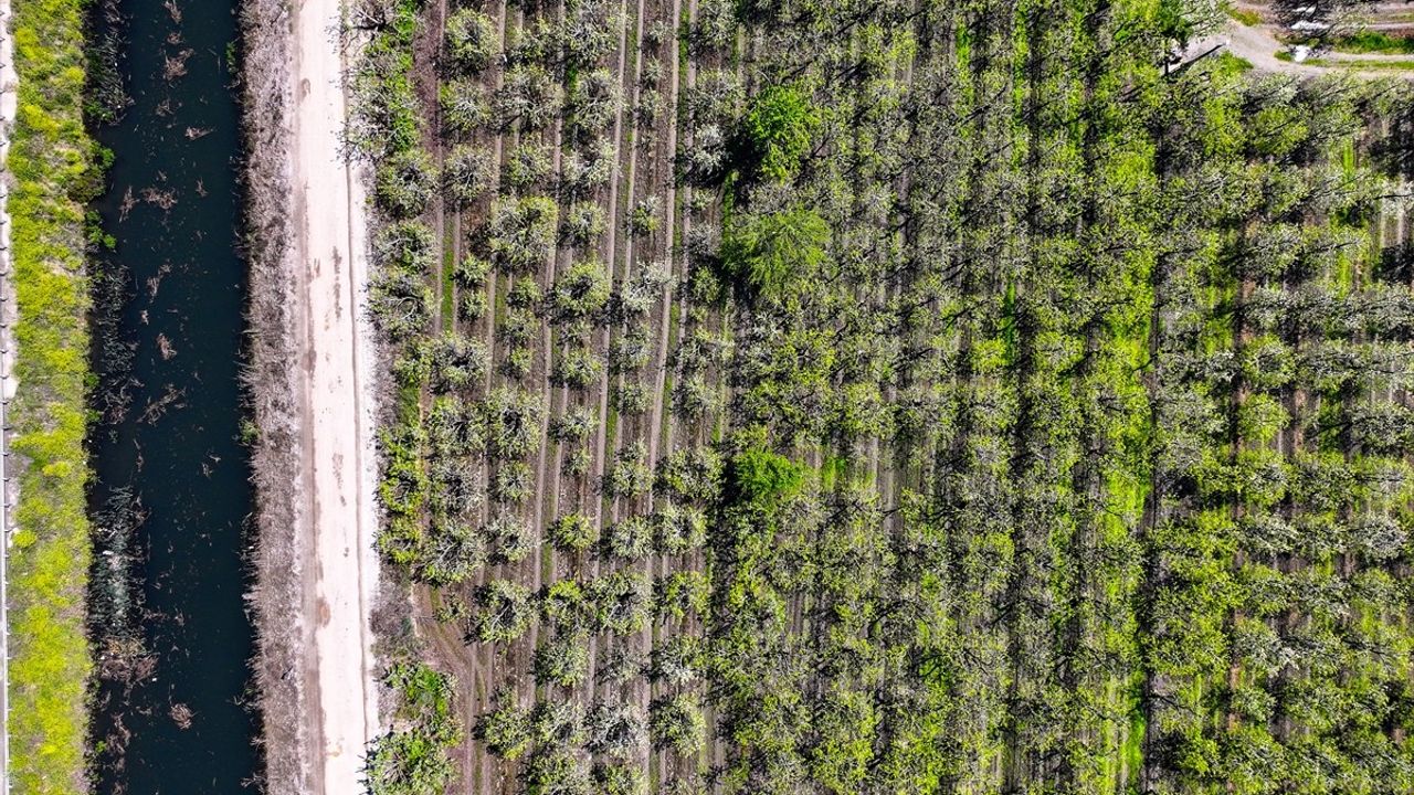 Bursa'da Bahar Coşkusu: Meyve Ağaçları Çiçek Açtı