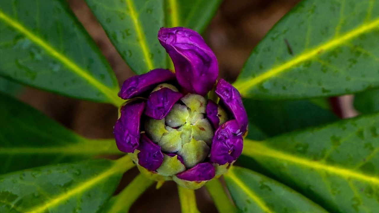 Çam Dağı'nda Baharın Renkleri Açığa Çıkıyor