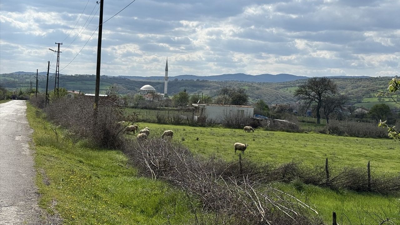 Çanakkale'de Şap Hastalığı Nedeniyle Yeni Karantina Uygulaması