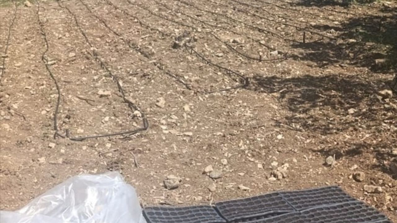 Diyarbakır'da Uyuşturucu Operasyonu: 18 Bin Kök Hint Keneviri Ele Geçirildi