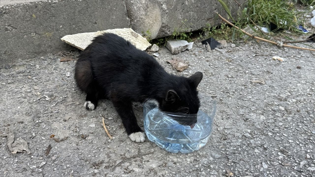 Edirne'de Çatıda Mahsur Kalan Kedi İtfaiye Tarafından Kurtarıldı