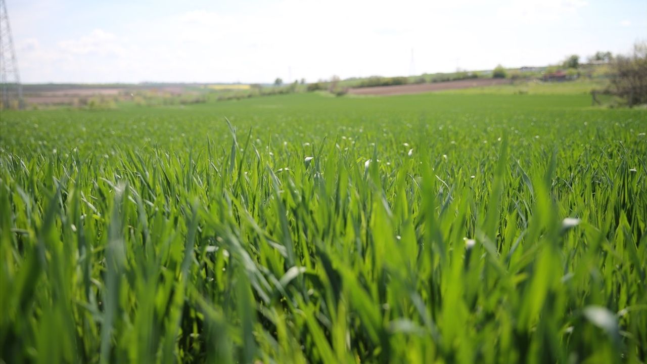 Edirne'deki Yağışlar Buğday Verimini Artırıyor