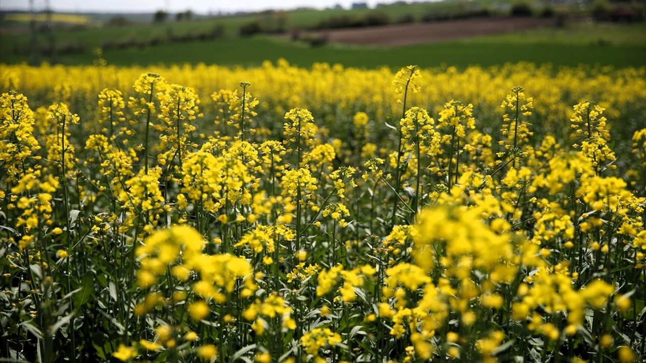 Edirne'nin Sarı Çiçekleri: Kanola Tarlaları Göz Kamaştırıyor
