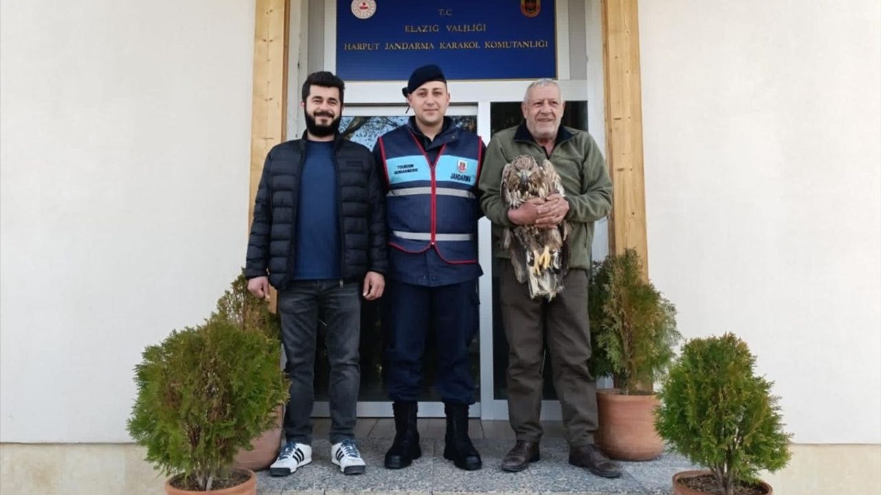 Elazığ'da Yaralı Kaya Kartalı Jandarma Tarafından Kurtarıldı