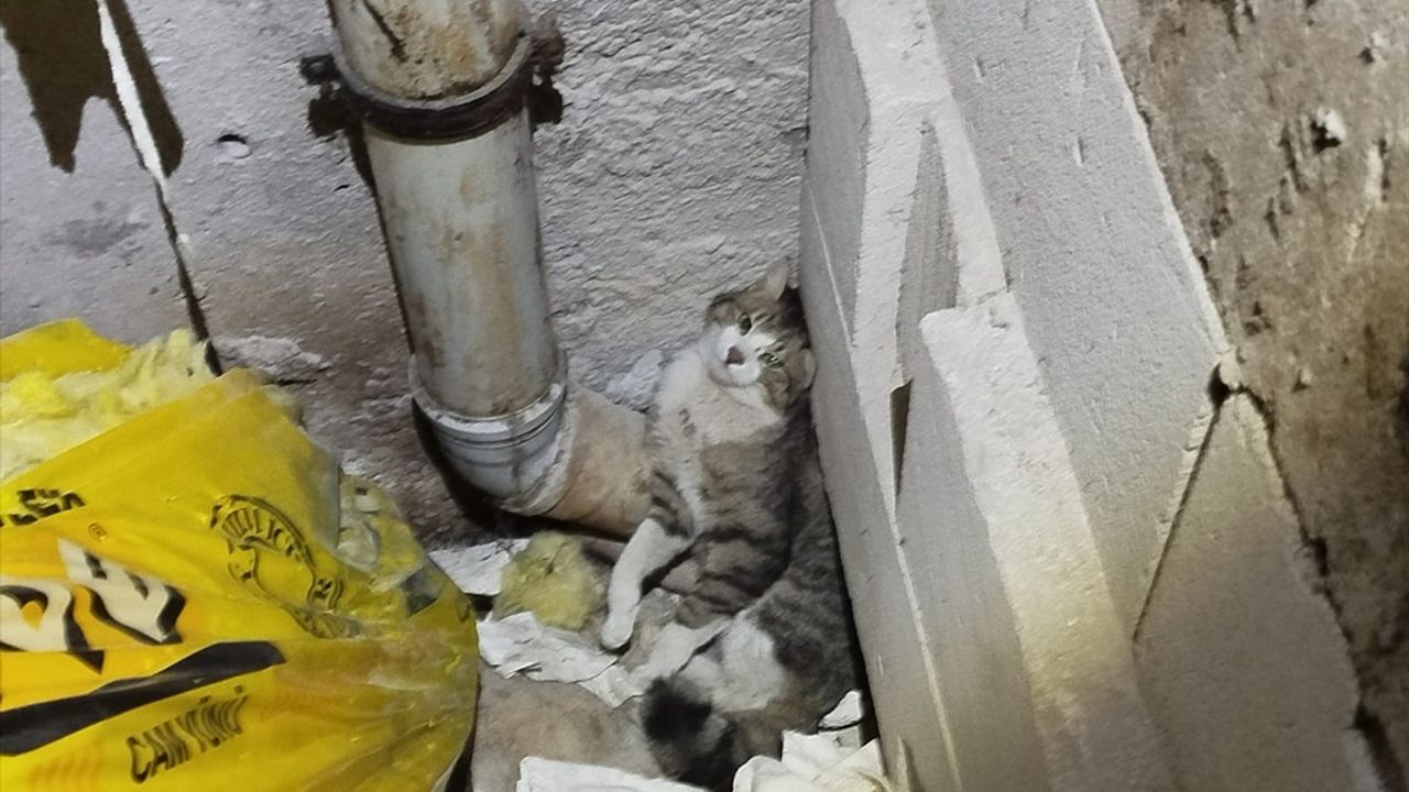 Erzincan'da Havalandırma Boşluğuna Düşen Kedi İtfaiye Ekiplerince Kurtarıldı
