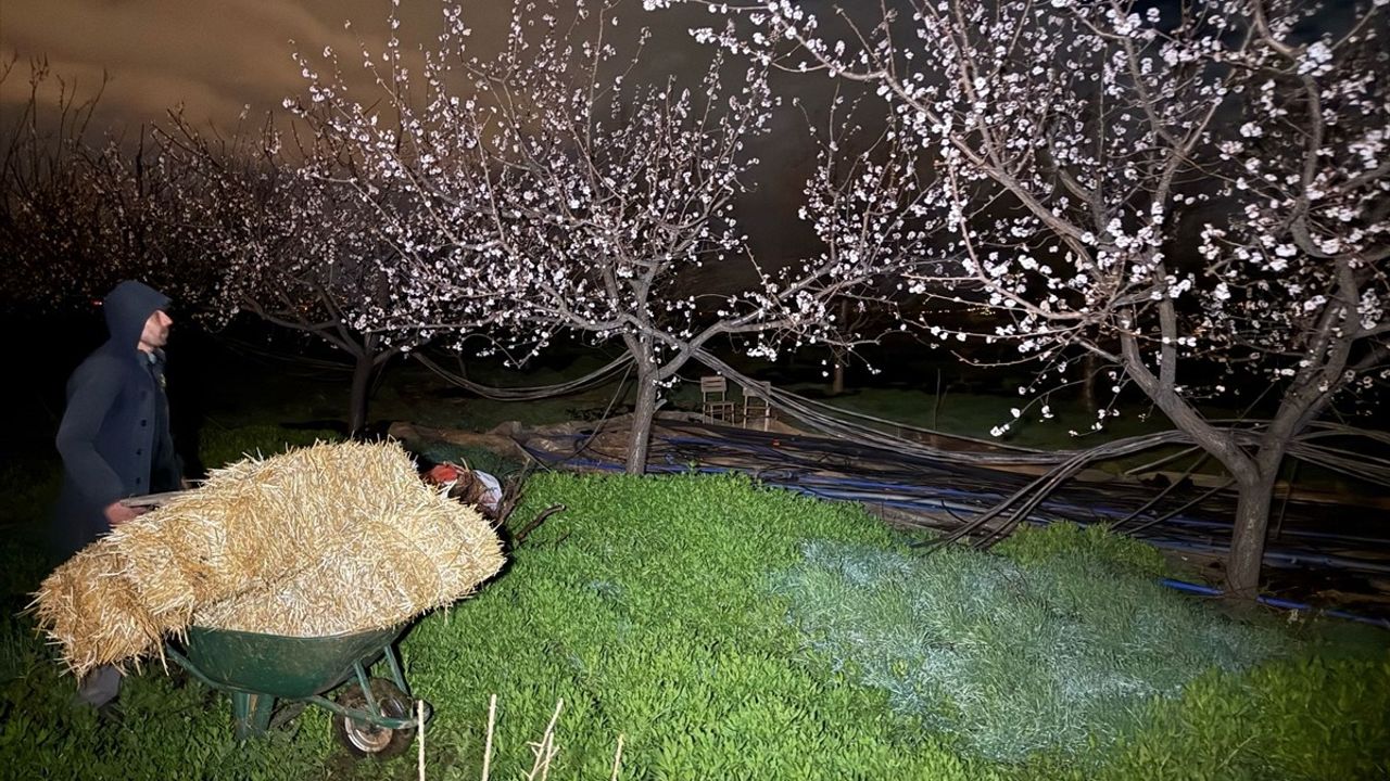 Erzincan'da Kayısı Üreticileri Çiçek Açan Ağaçlar İçin Nöbette