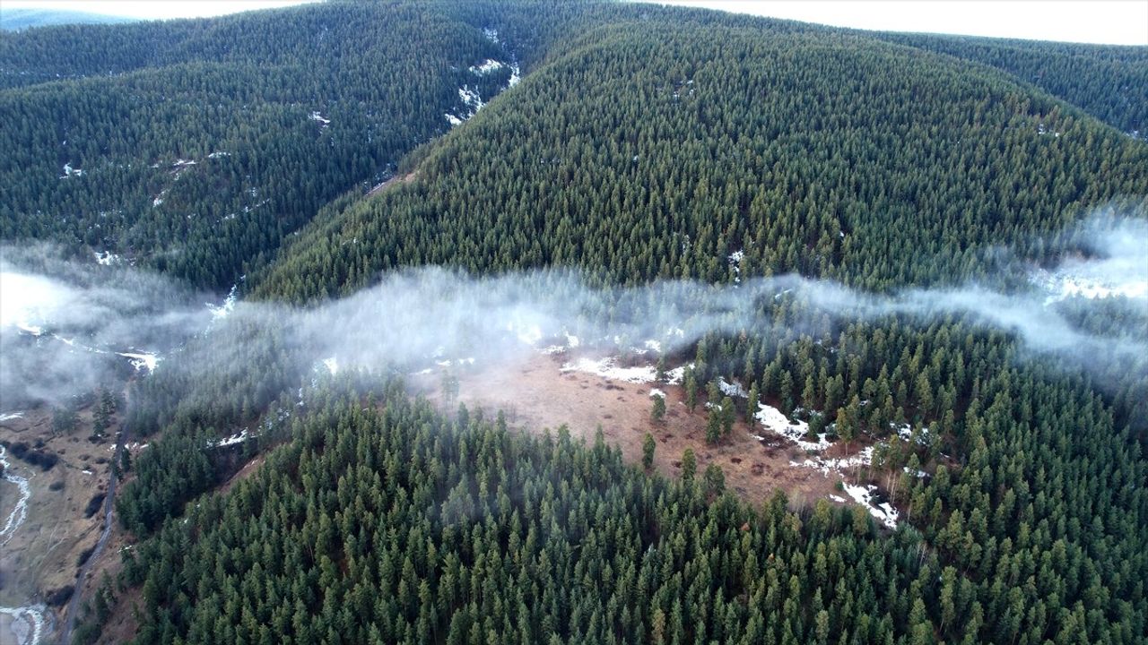 Erzurum'un Sarıçam Ormanlarında Sisli Manzaralar