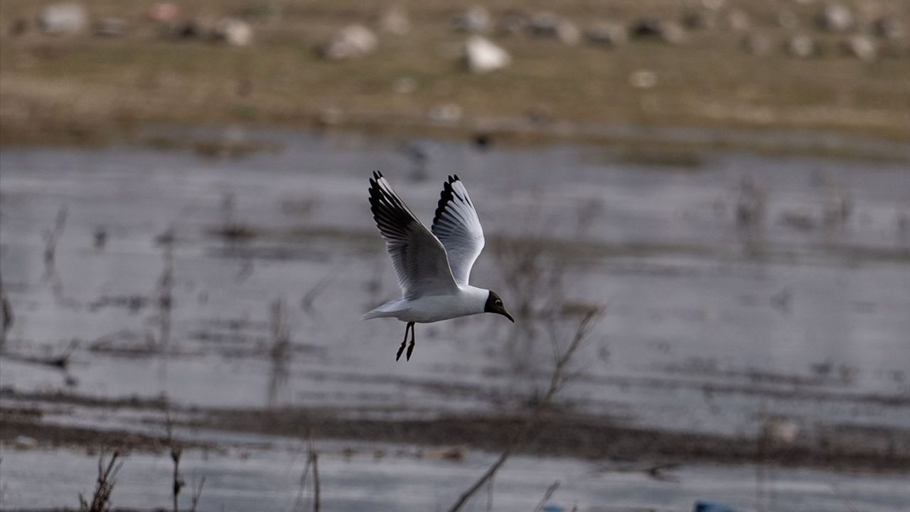 Erzurum'un Sulak Alanlarında Göçmen Kuş Çeşitliliği Artıyor