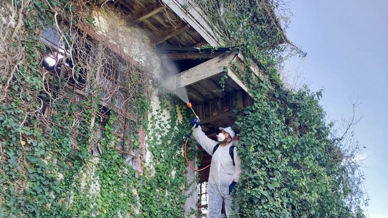Fındığın Belalısı Kahverengi Kokarcaya Karşı 200 Bini Aşkın Samuray Arısı Hazırlanıyor