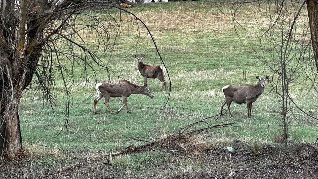Giresun'da Kızıl Geyik Sürüleri Görüntülendi