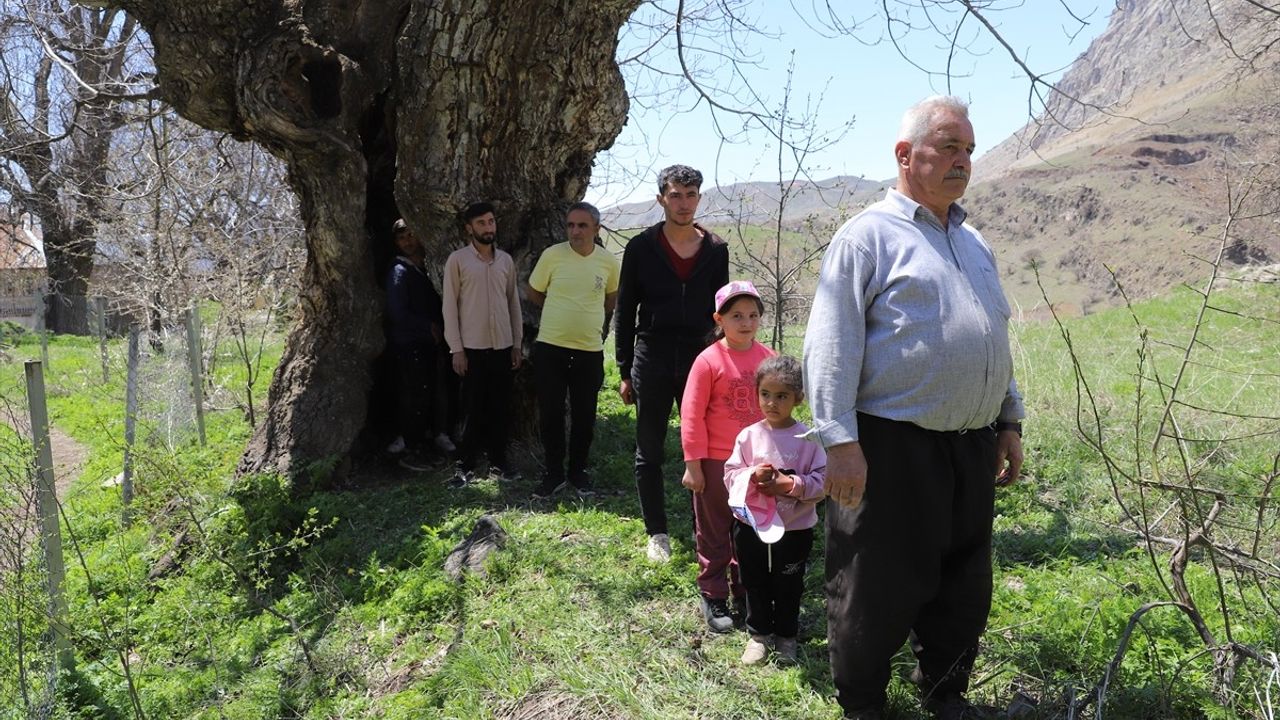 Hakkari'deki Dev Ceviz Ağacı Dikkat Çekiyor