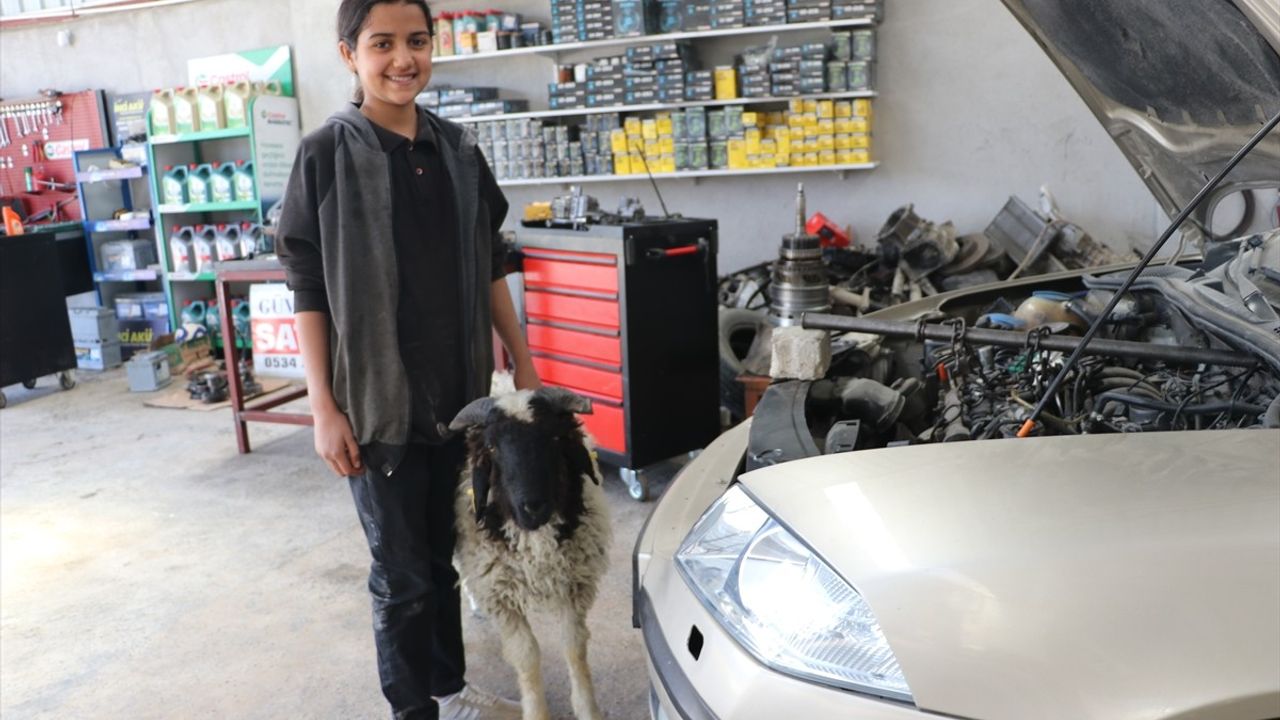 Hatay'da 14 Yaşındaki Nehir, Hediye Kuzu Şakir'i Besliyor