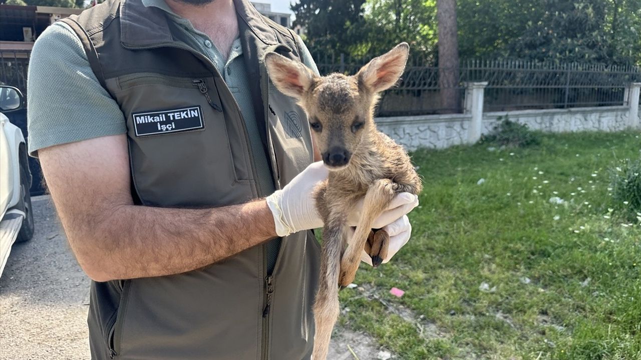 Hatay'da Bitkin Bulunan Karaca Yavrusu Koruma Altına Alındı