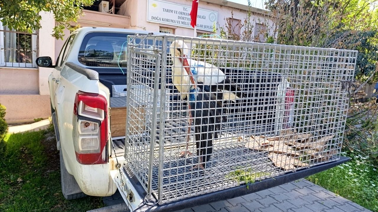 Hatay'da Yaralı Leylek Kurtarıldı ve Tedavi Ediliyor
