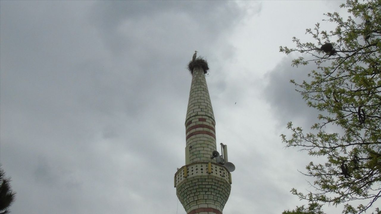 Hitit Leyleği, Yıkılan Minarenin Yerine Yuva Yaptı