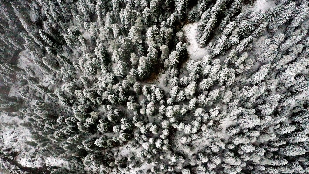 Ilgaz Dağı'nda Kar Yağışı ve Sis Manzaraları