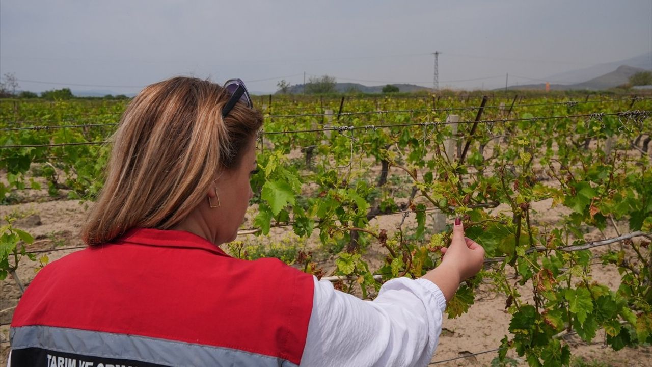 İzmir'de Zirai Dondan Etkilenen Tarım Alanlarında Hasar Tespit Çalışmaları Devam Ediyor