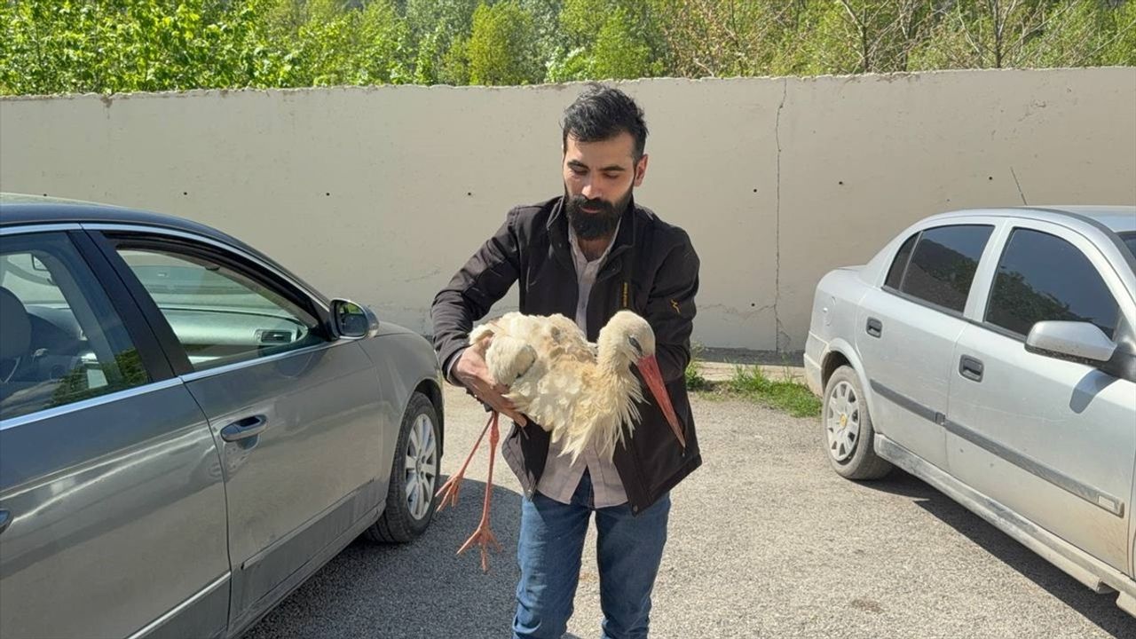 Karabük'te Bitkin Leylek Tedavi Altına Alındı