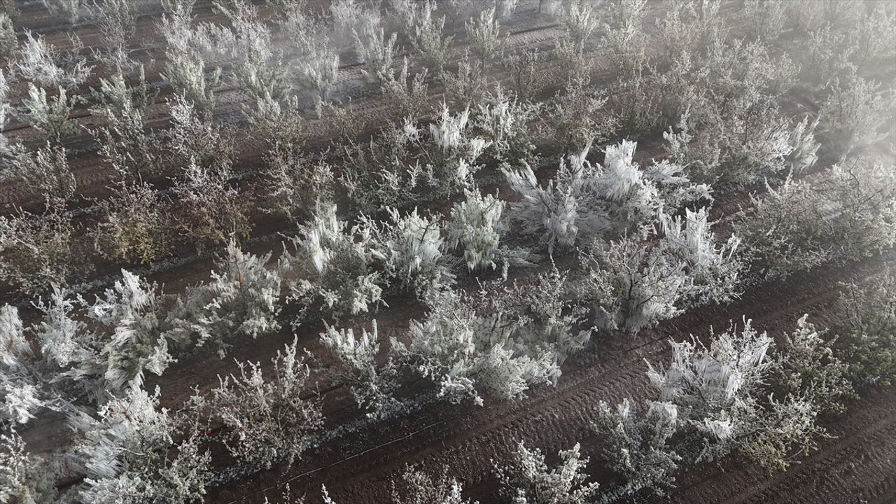 Karaman'da Zirahi Don Elma Ağaçlarına Zarar Verdi