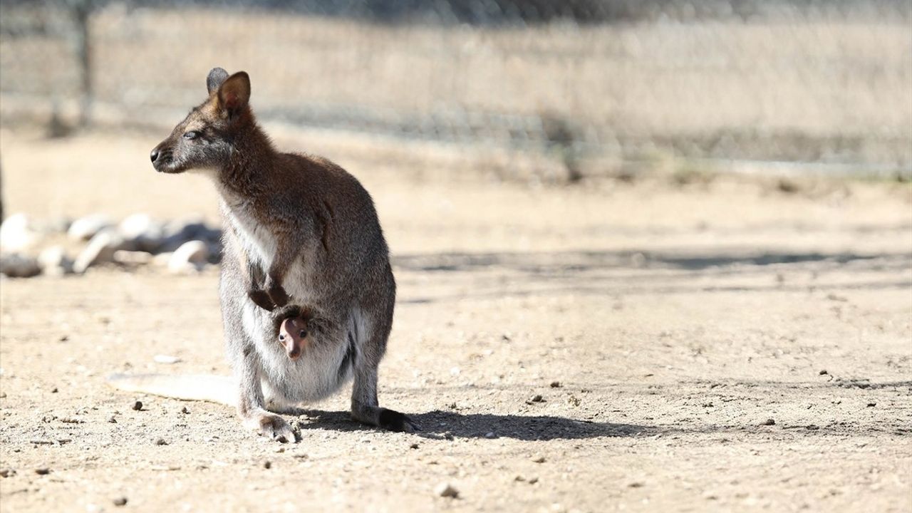 Keçiören Doğal Yaşam Parkı'nda Kanguru Yavrusu Neşesi