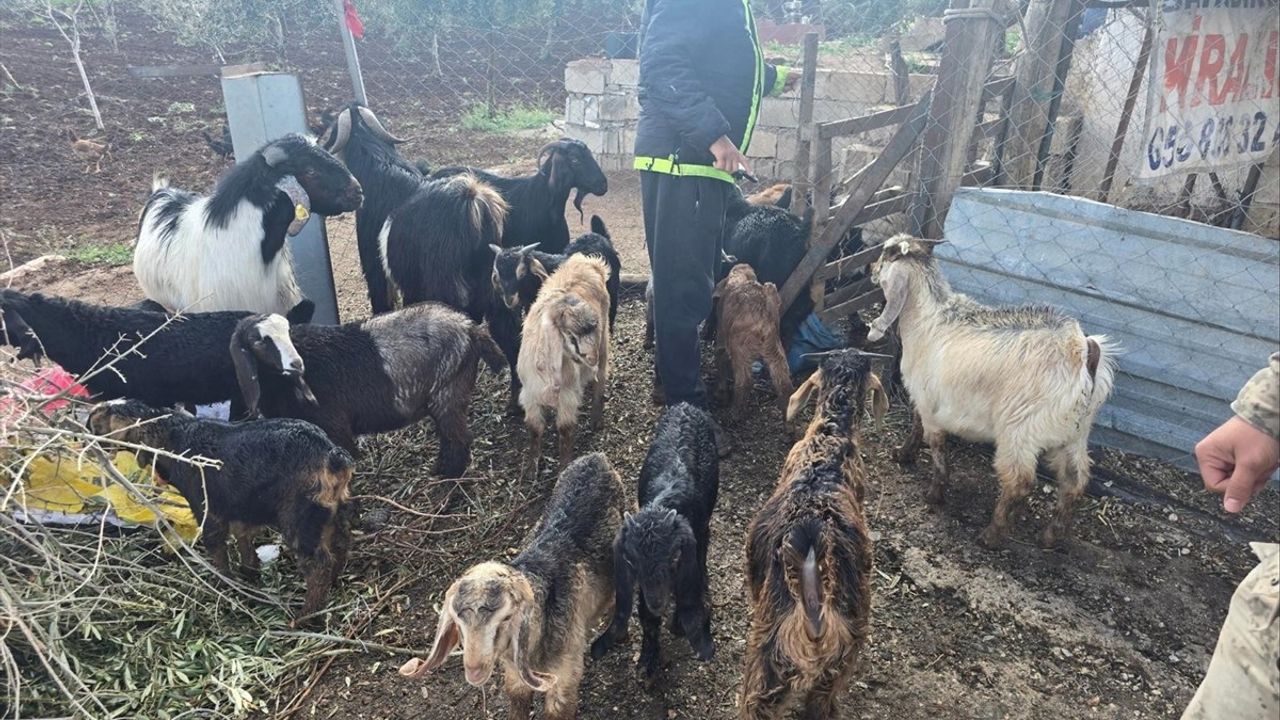 Kilis'te Kaybolan 26 Küçükbaş Hayvan Jandarma Tarafından Bulundu