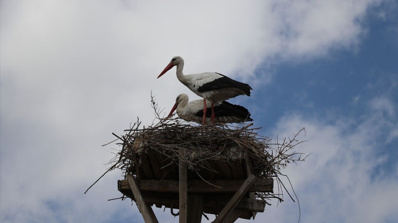 Leyleklerin Bahar Dönüşü: Ağrı'da Havaların Isınmasıyla Yeniden Yuvalarına Geldiler