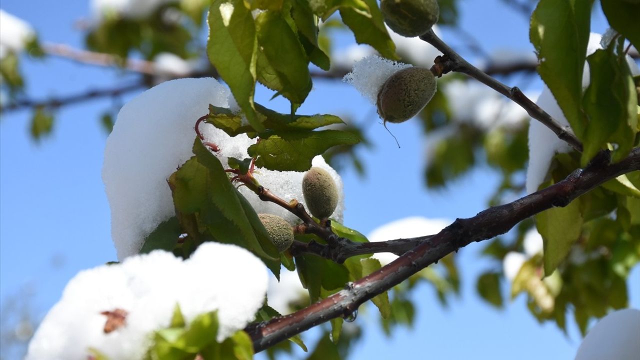 Malatya'da Zirai Don Kayısı Ağaçlarına Zarar Verdi