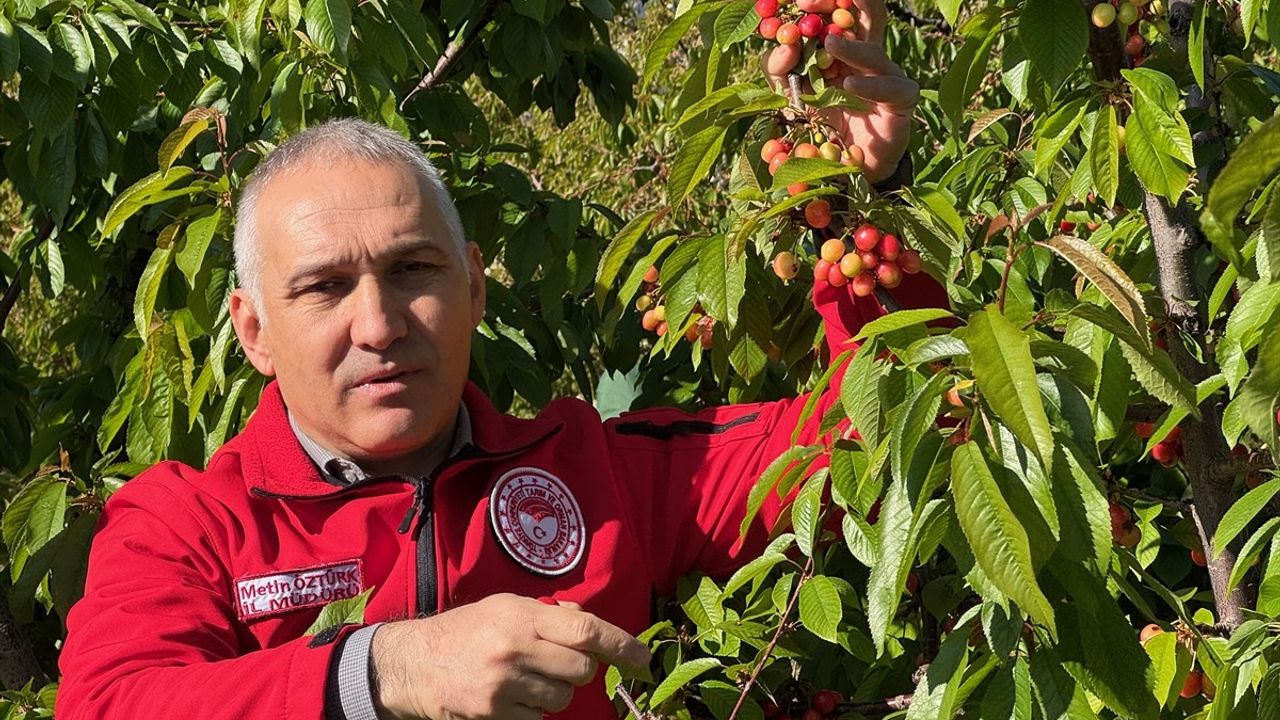 Manisa'da İlk Erkenci Kiraz Hasadı Yapıldı