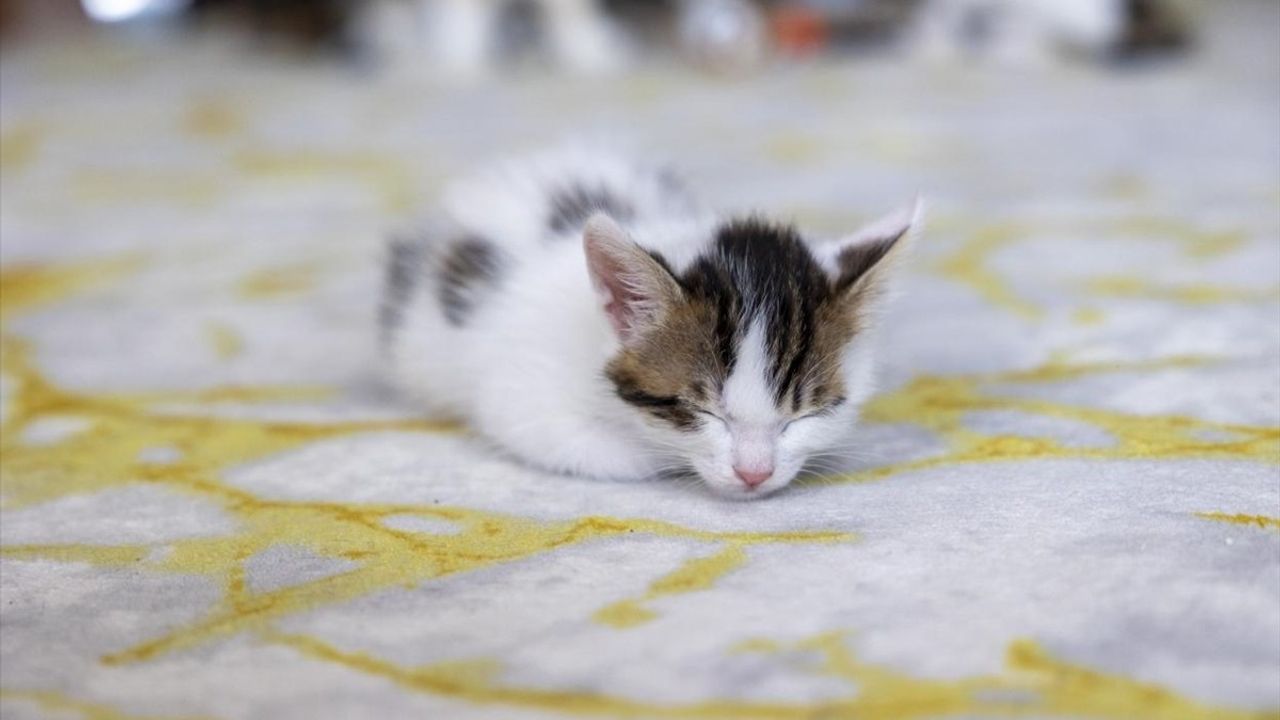 Mersin'deki Camide Doğan Kedilerin Büyüme Süreci Devam Ediyor