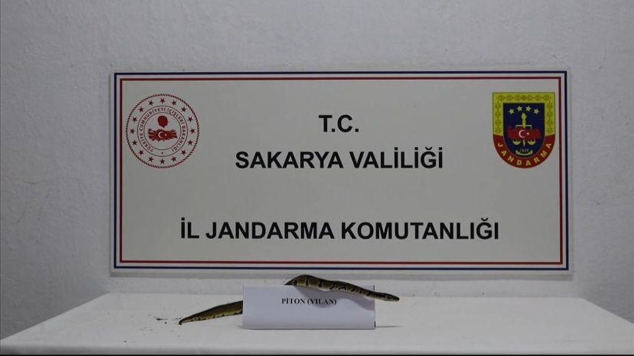 Sakarya'da Yasa Dışı Bulunan Kraliyet Pitonu Ele Geçirildi