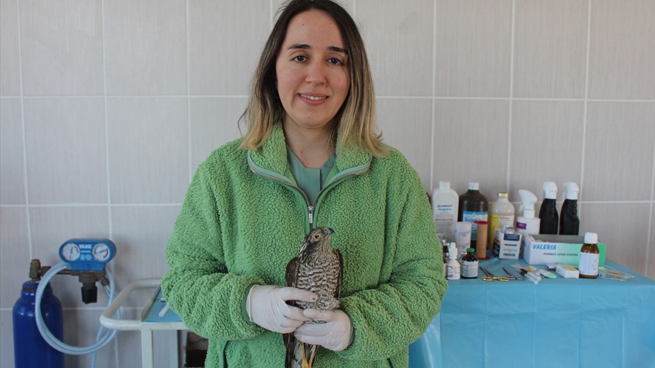 Samsun'da Görme Sorunu Yaşayan Atmaca Tedaviye Alındı